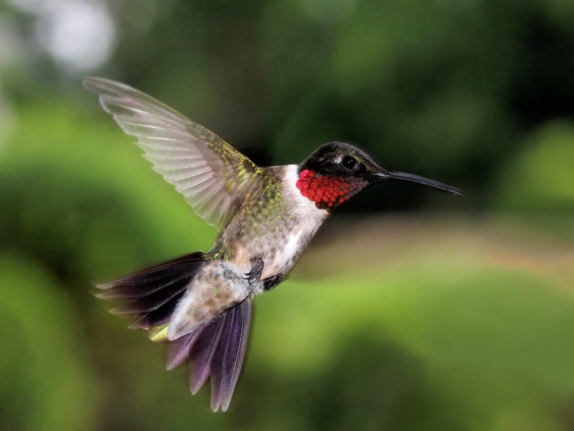 Hummingbirds are coming back. Here's how to attract them