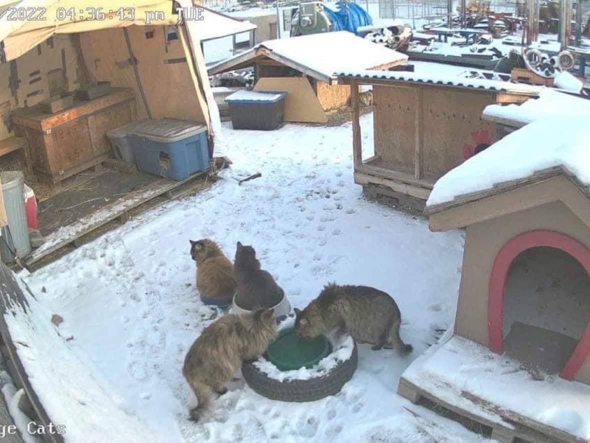 Home to a feral cat colony for 10 years, this B.C. college now wants it