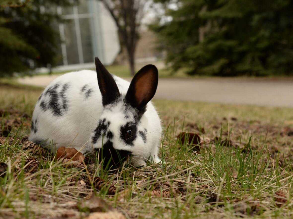 Rabbit hemorrhagic disease in Canmore prompts worry for pikas, wild hares
