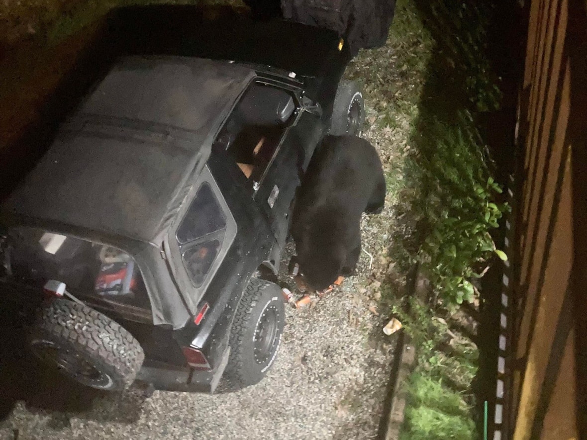 Black bear breaks into vehicle, guzzles 69 cans of pop