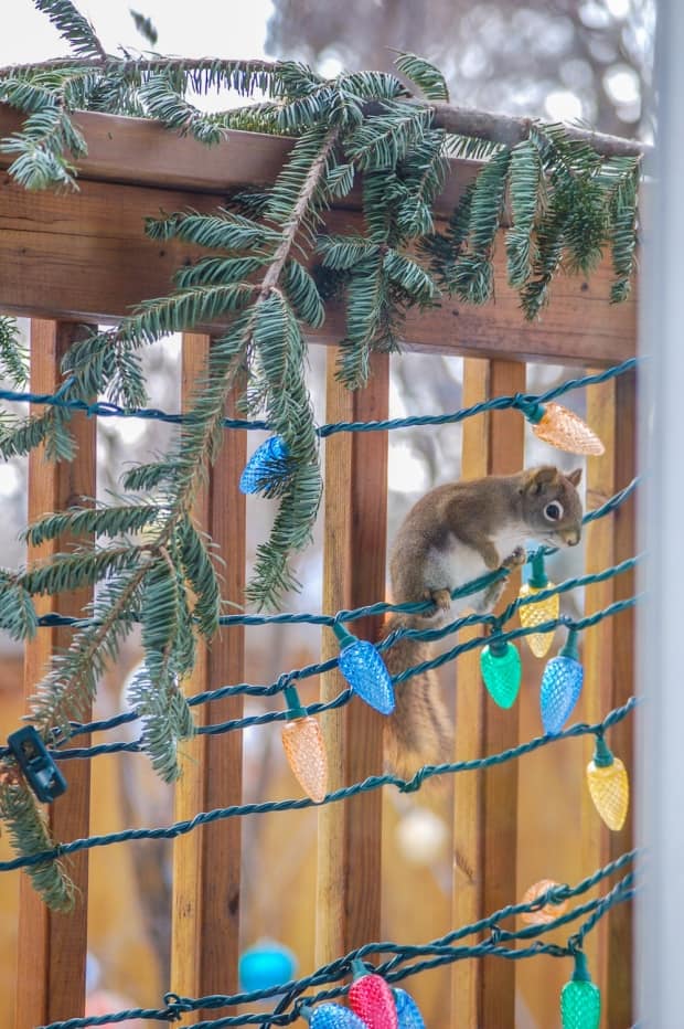 Red squirrels going nuts for Ottawa couple's Christmas lights, but