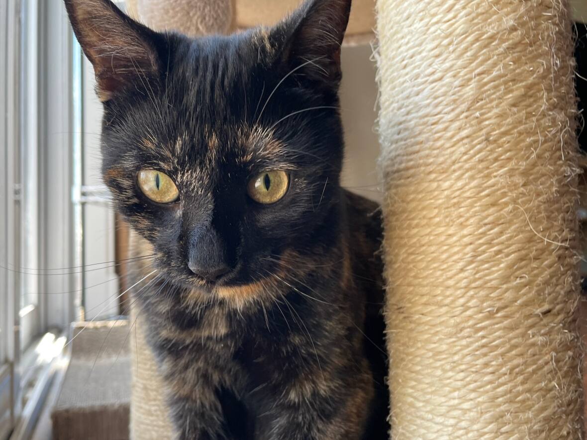 Cat rescue groups, 'overwhelmed' with feline strays, pleased Moncton