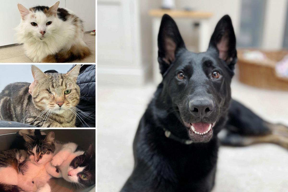 5 pets at RSPCA Essex who are looking for loving new homes