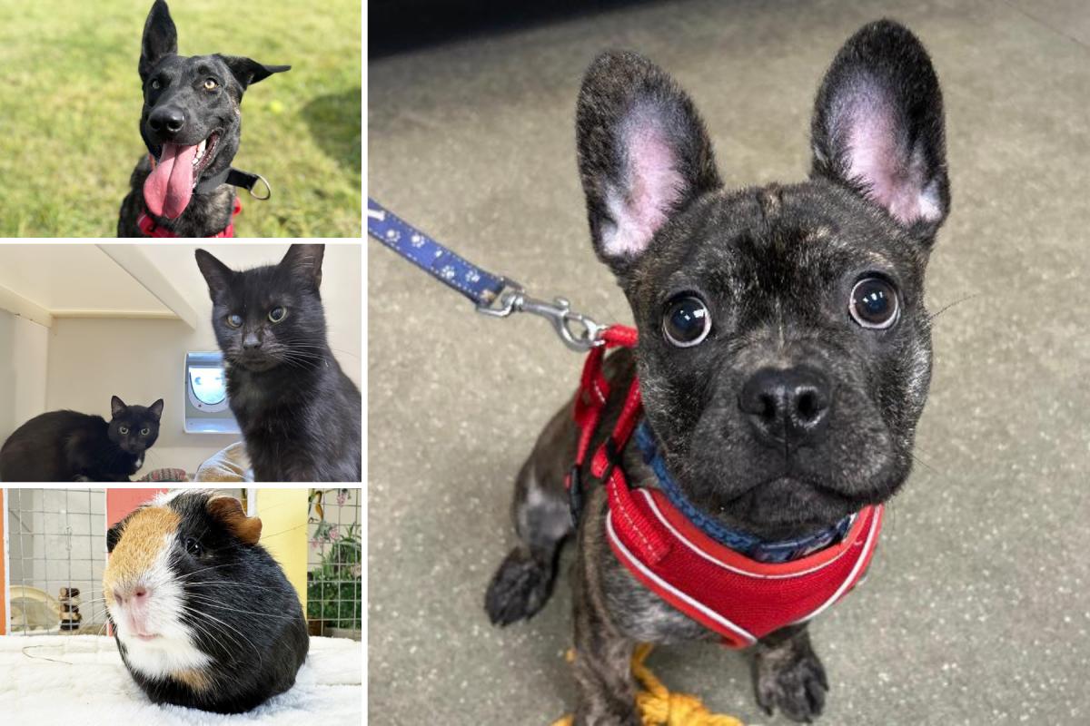 5 pets at RSPCA Essex who are on the lookout for their forever homes