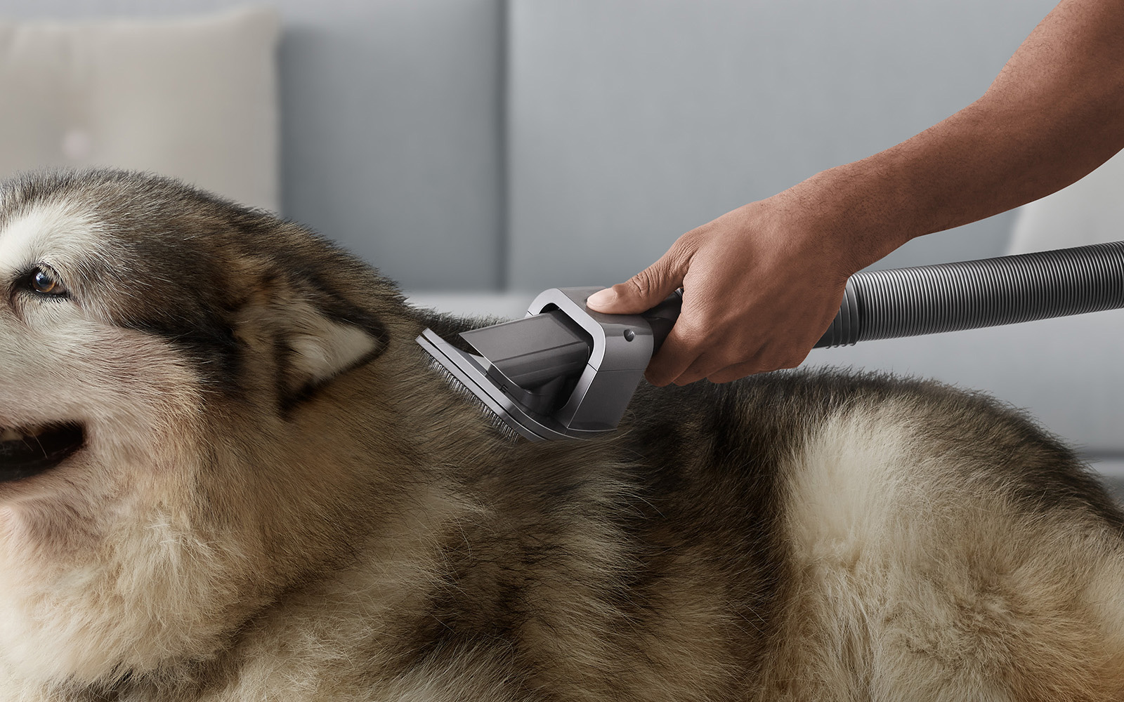 Dyson 推出寵物毛髮梳理吸頭，以及螢幕適用的軟毛除塵掃 Yahoo奇摩時尚美妝
