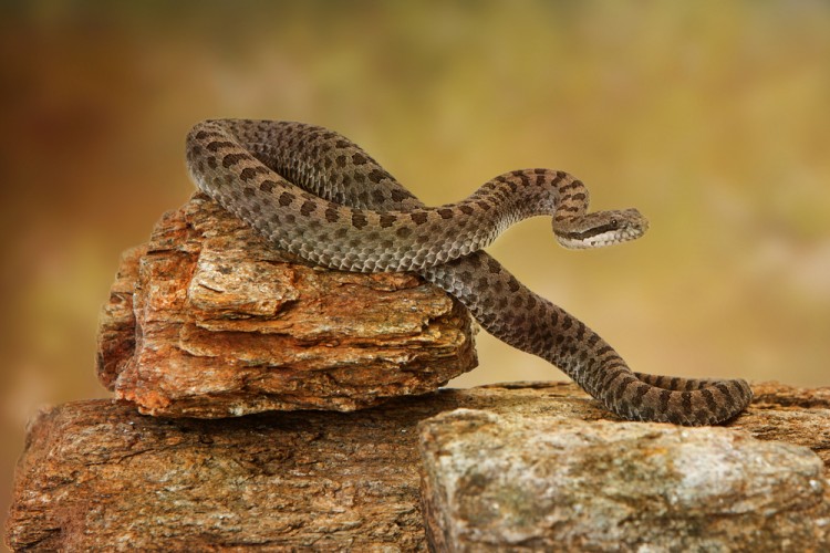 20 Most Deadliest and Dangerous Snakes In the World