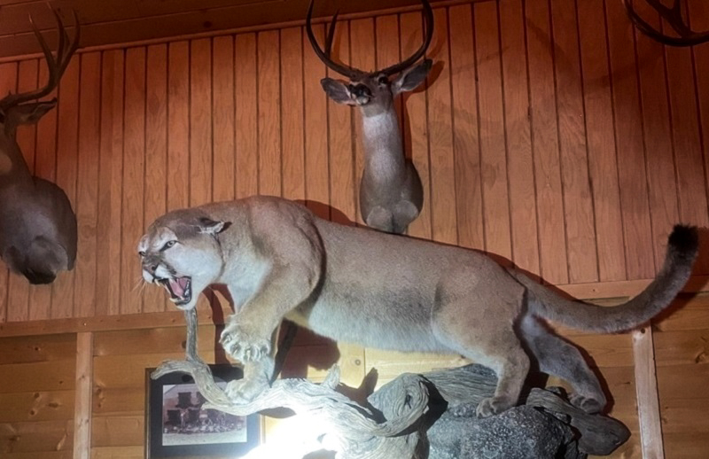 NorCal couple who blurted wildlife crimes to officers plead guilty