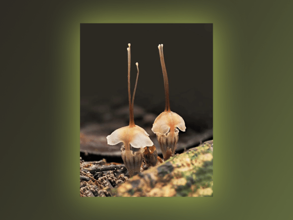 A Rare “Fairy Lantern” Finally Comes to Light