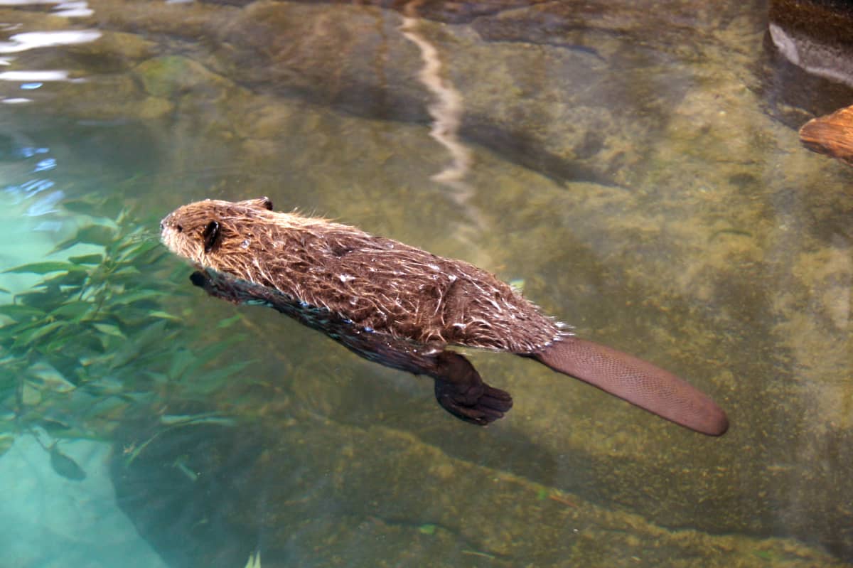 Wildlife Rehabilitator Takes in Adorable Baby Beaver After Its Home Was
