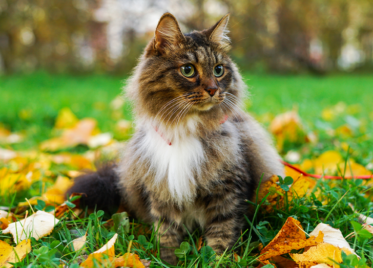 The 5 Most Popular Cat Breeds in the U.S. (& What Makes Them So Great)