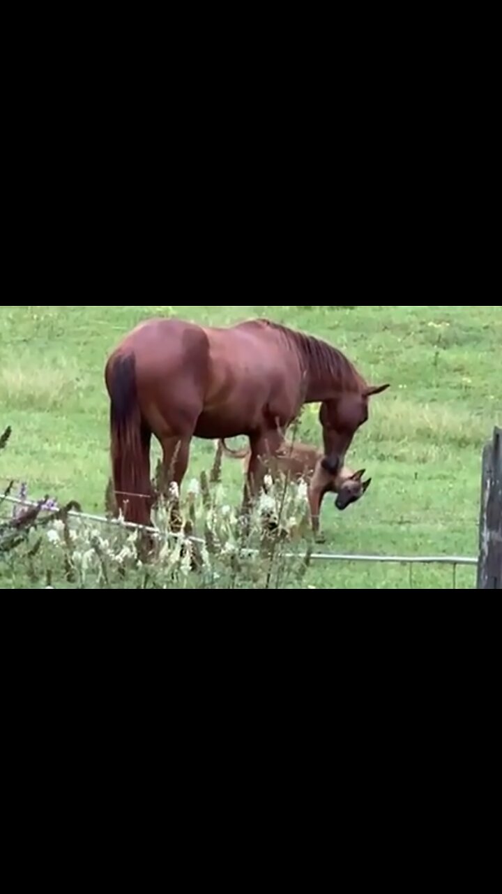 Colt And Malinois Dog The Best Of Friends [Video]