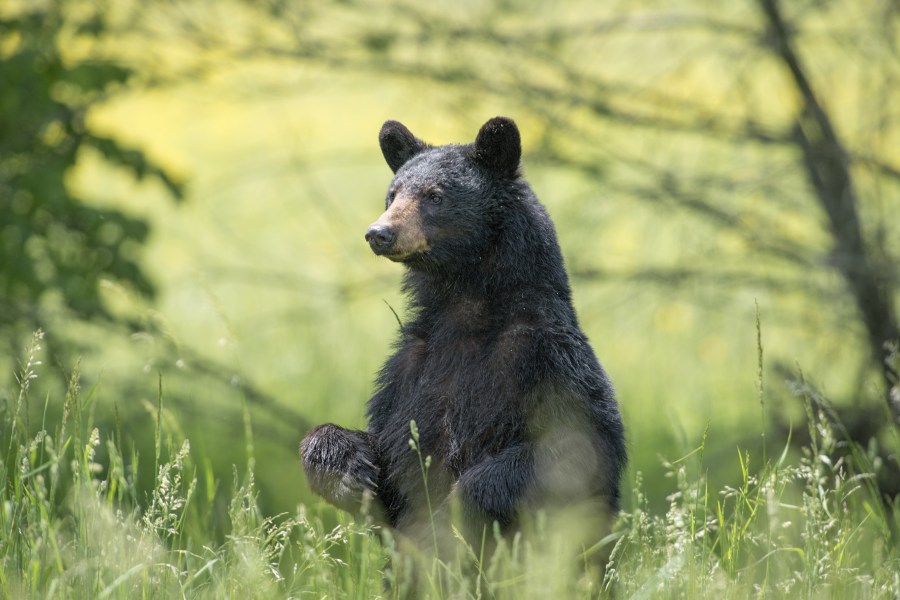 Maryland hunters harvest 125 black bears for 2024 season to address