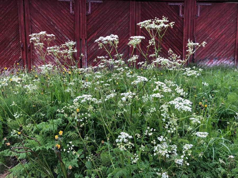Poison hemlock Where does it grow, what are symptoms of poisoning?
