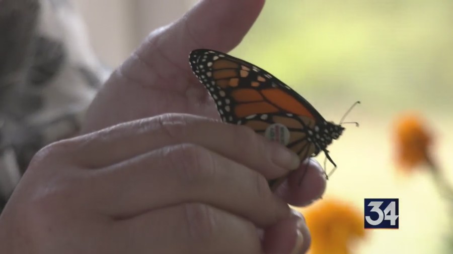 Chenango County retreat holds monarch butterfly tag and release event