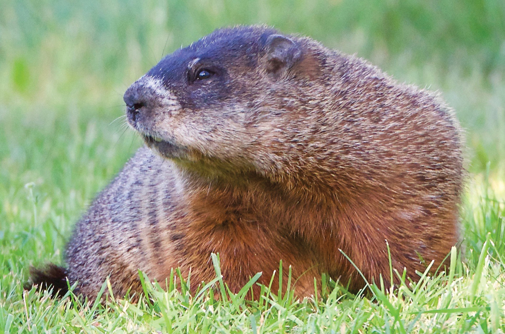 Muskoka's hibernators bats, groundhogs, black bears