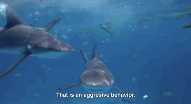 Angry Feeding Frenzy GIF by Shark Week Find & Share on GIPHY