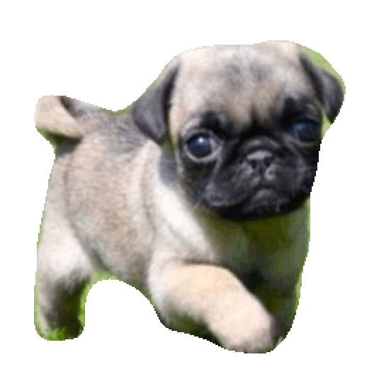 Scared Puppies Sticker by imoji for iOS & Android GIPHY