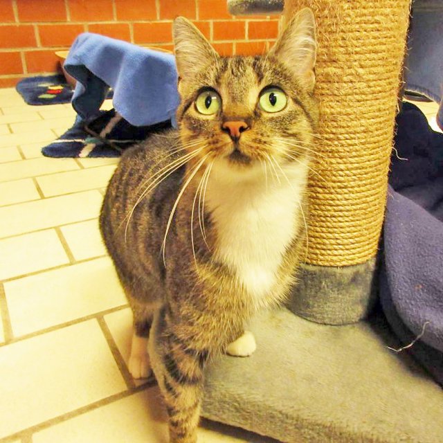 Zuhause gesucht Katze Cleo ist ein großer "Klicker"Fan EssenRuhr