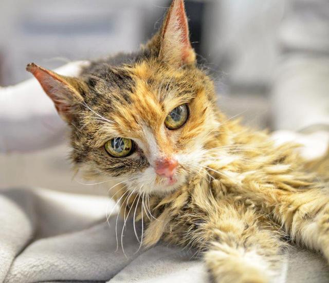 Fundtiere aus dem Essener Tierheim 383 Wer erkennt sein Tier wieder