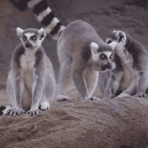 Happy Safari Park GIF by San Diego Zoo Find & Share on GIPHY