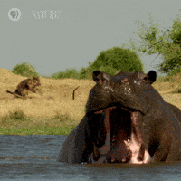 Best Animales Gifs Primo Gif Latest Animated Gifs