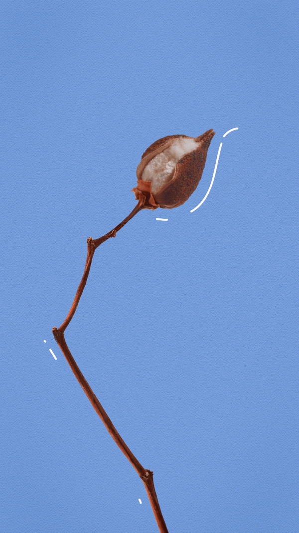 Cotton GIF by The Fabric of Our Lives Find & Share on GIPHY