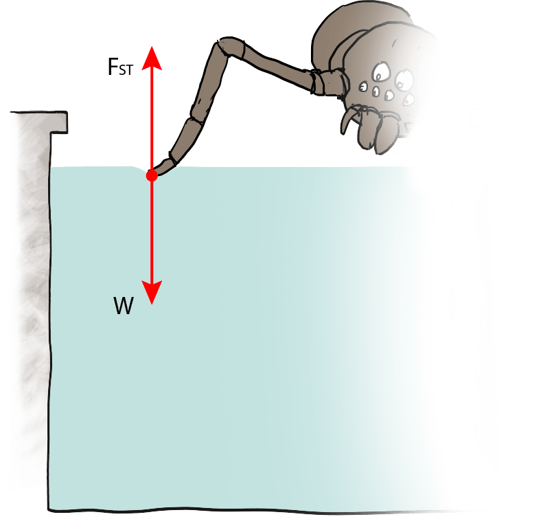 Physics Archimedes' Principle in Fluids