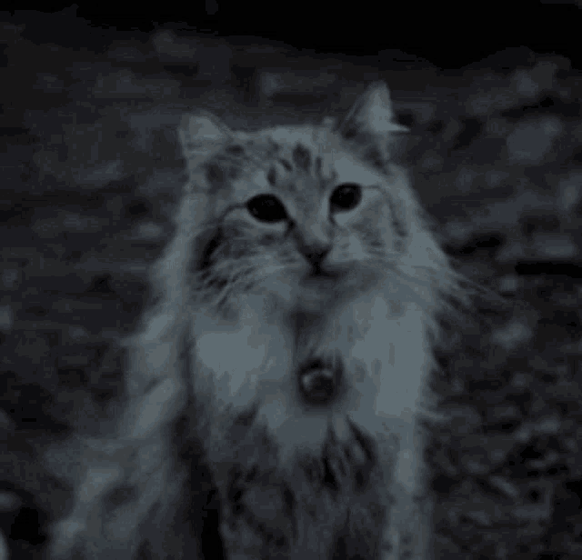 Cat Smile GIF Cat Smile Discover & Share GIFs