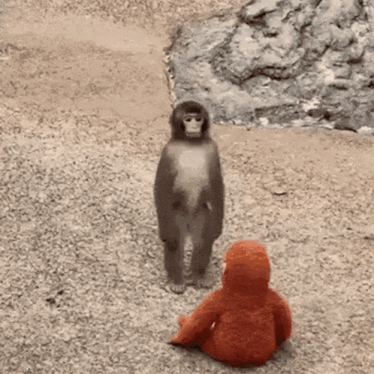 Punch Monkey Punch The Monkey GIF Punch monkey Punch the monkey Punch