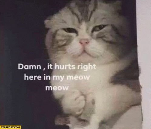 Cat Meme - Cat - Discover & Share GIFs