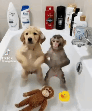 Punch Monkey Dance Punch The Monkey GIF Punch monkey dance Punch