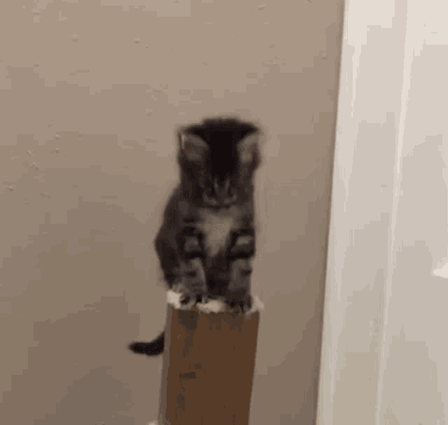 Kitten Falling Kitten Falls GIF Kitten Falling Kitten Falls Kitten