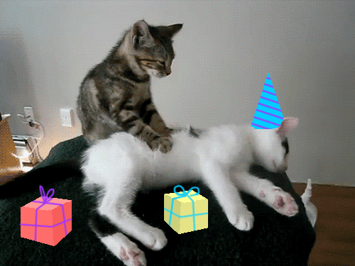 [View 18+] Get Happy Birthday Gif Funny Cat Background jpg