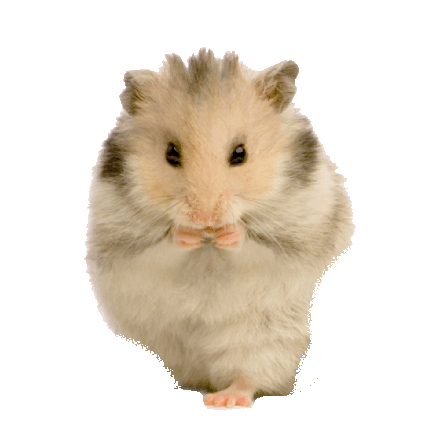 Hamster Sticker by imoji for iOS & Android GIPHY