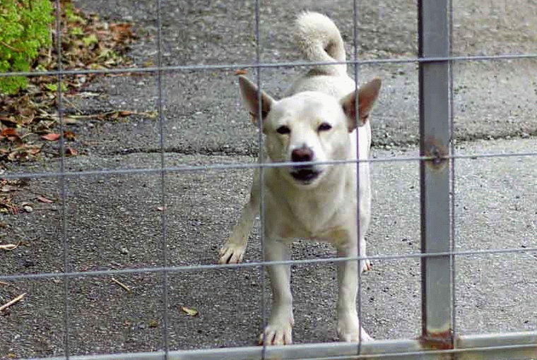Dog Howling Gif With Sound It sounds crazy but it helps to join in and