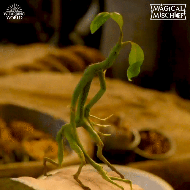 Fantastic Beasts Pickett GIF by Fantastic Beasts The Crimes of