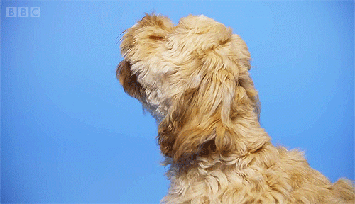 Dog Barking GIF by BBC Find & Share on GIPHY