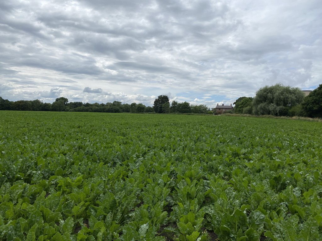 88.33 ACRES OF LAND, Drax, Nr Selby, YO8 8NZ, Arable Land Townend