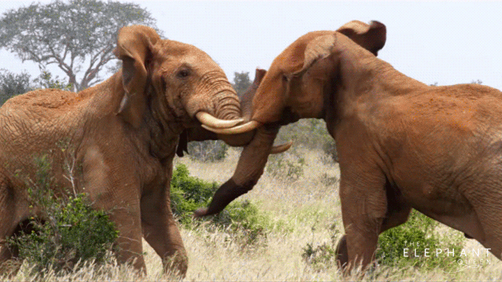 Elephant Documentary GIF by Apple TV Find & Share on GIPHY
