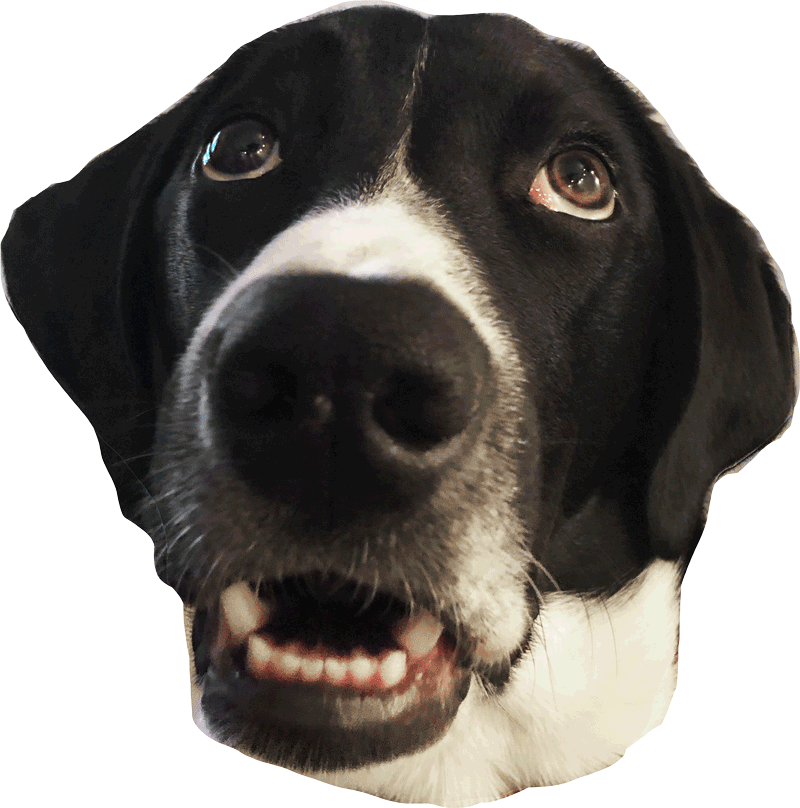 Dog Sticker by the Framehouse for iOS & Android GIPHY