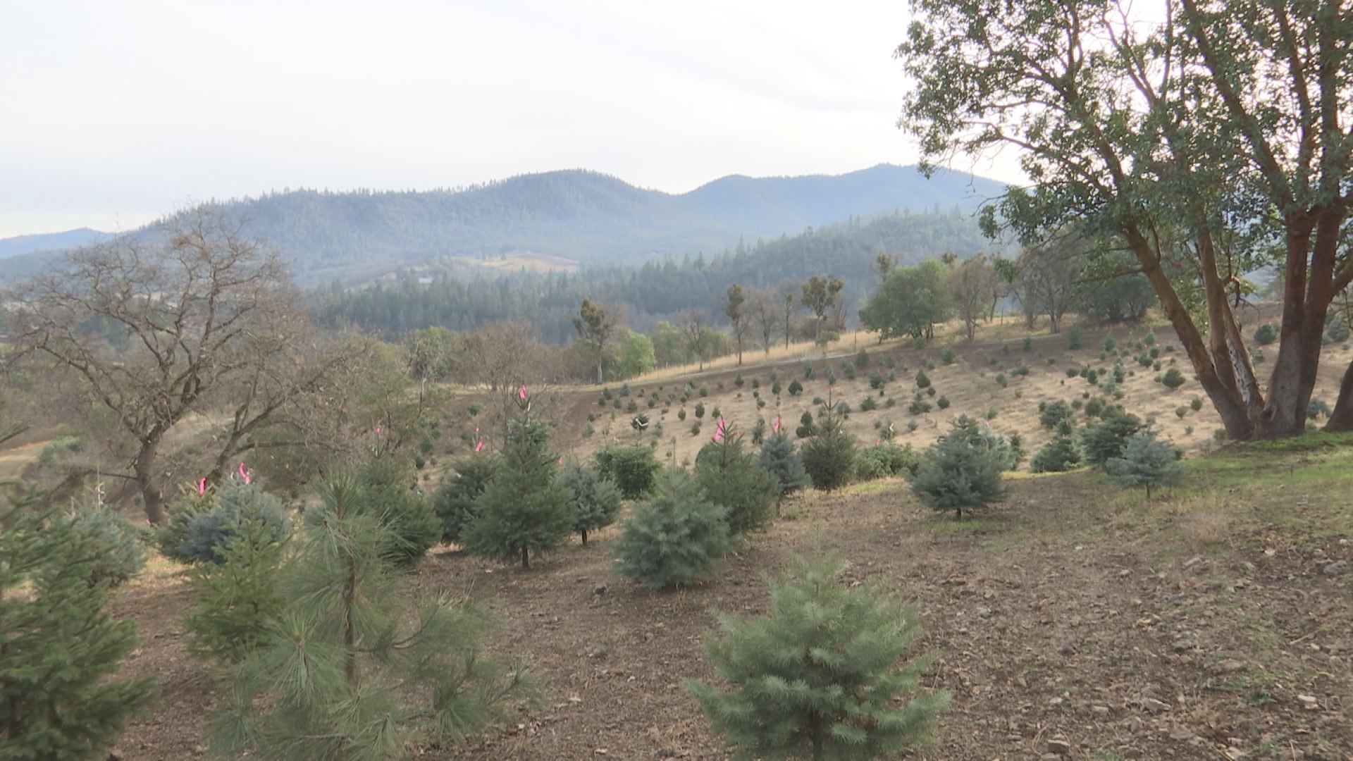 Local tree farm managing during nationwide christmas tree shortage