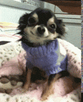 Animals Gifs Find Share On Giphy