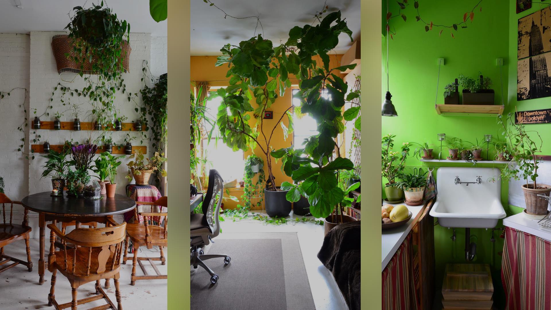 Summer Rayne Oakes grows 670 plants in her Brooklyn apartment