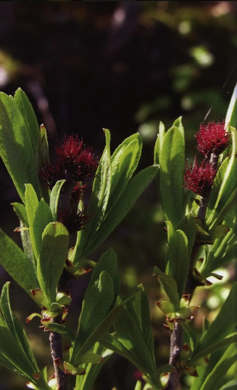 Edible Plants of Newfoundland and Labrador NHBS Field Guides