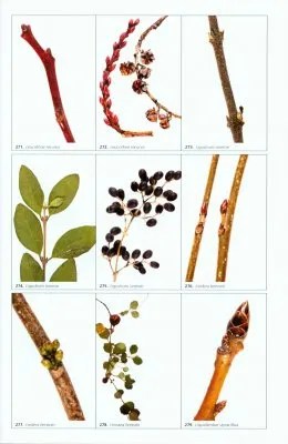 Woody Plants of Kentucky and Tennessee The Complete Winter Guide to