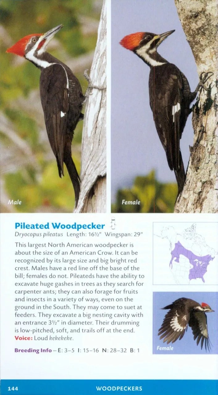 Little Birder: A Field Guide to Birds of the Alphabet :.