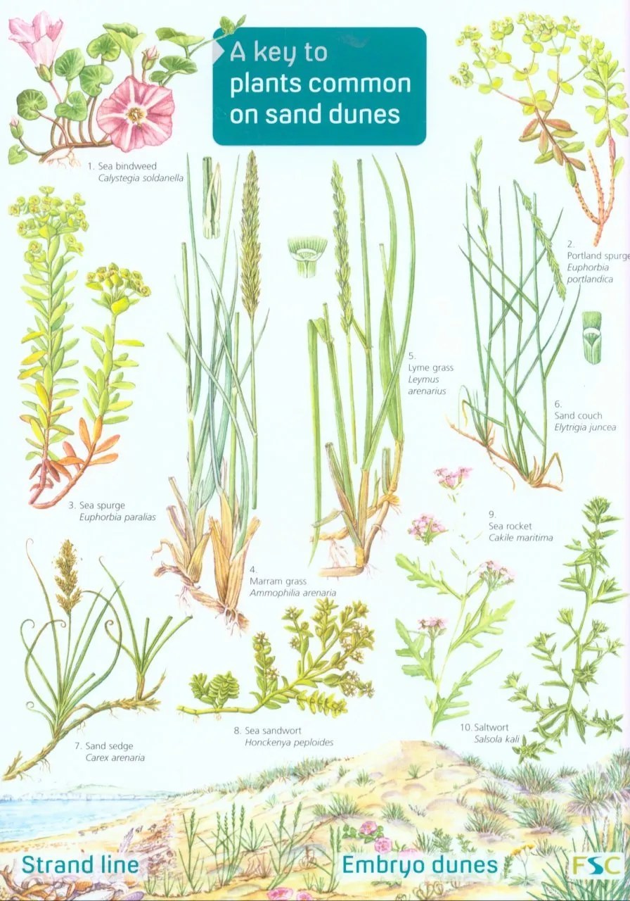 A Key to Plants Common on Sand Dunes NHBS Field Guides & Natural History