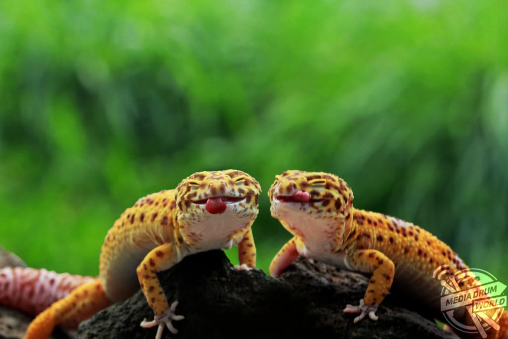 This Photographer Was Shocked to See This Rude Lizard