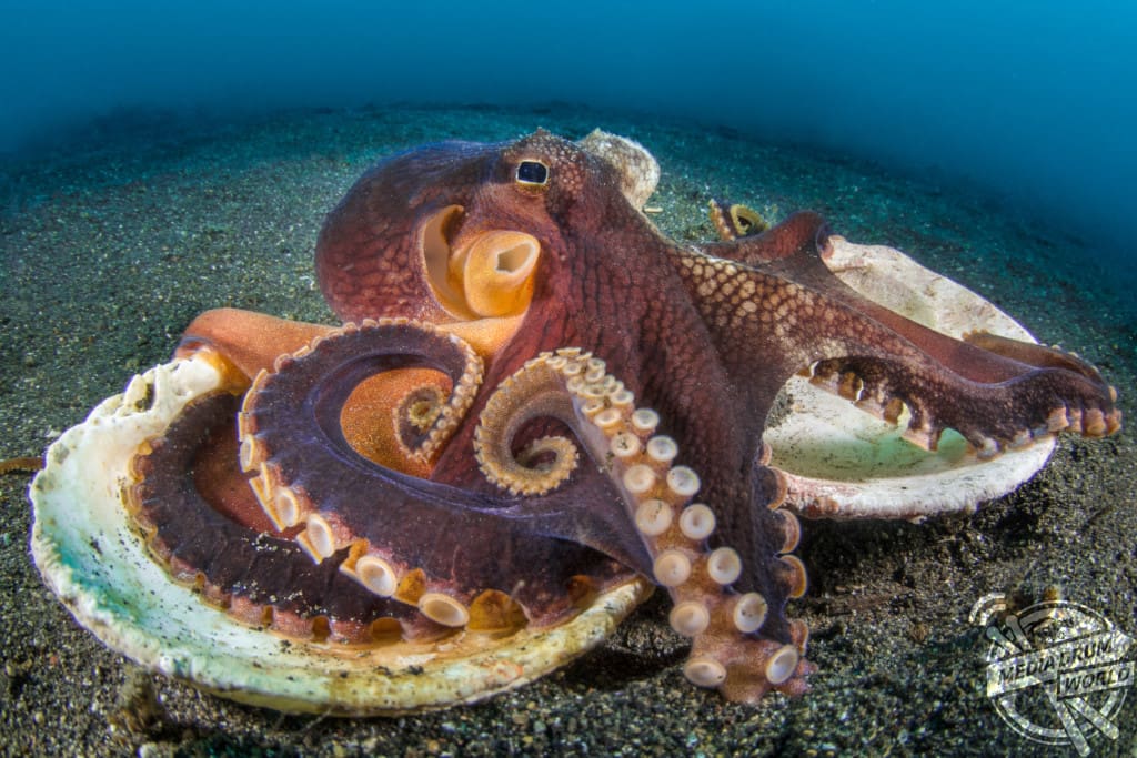 Beautiful Underwater Photos Show Octopuses on the Floor of the Pacific