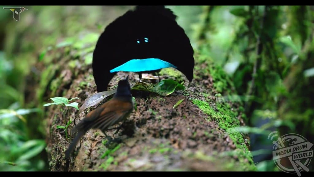 New Footage Reveals An Incredible New Species Found In New Guinea As It